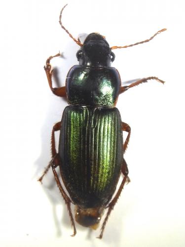 Réf. 234 730 : Harpalus affinis